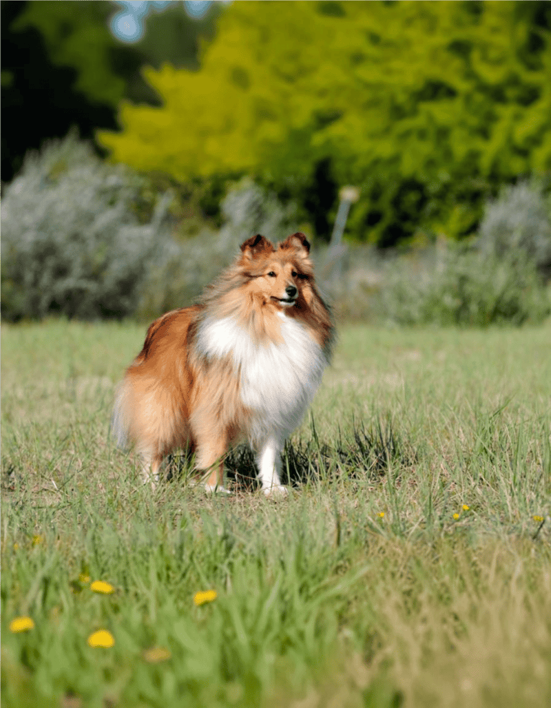 Fluffy Shetland Sheepdog standing in a grassy field with trees, showcasing a loyal dog's outdoor nature.