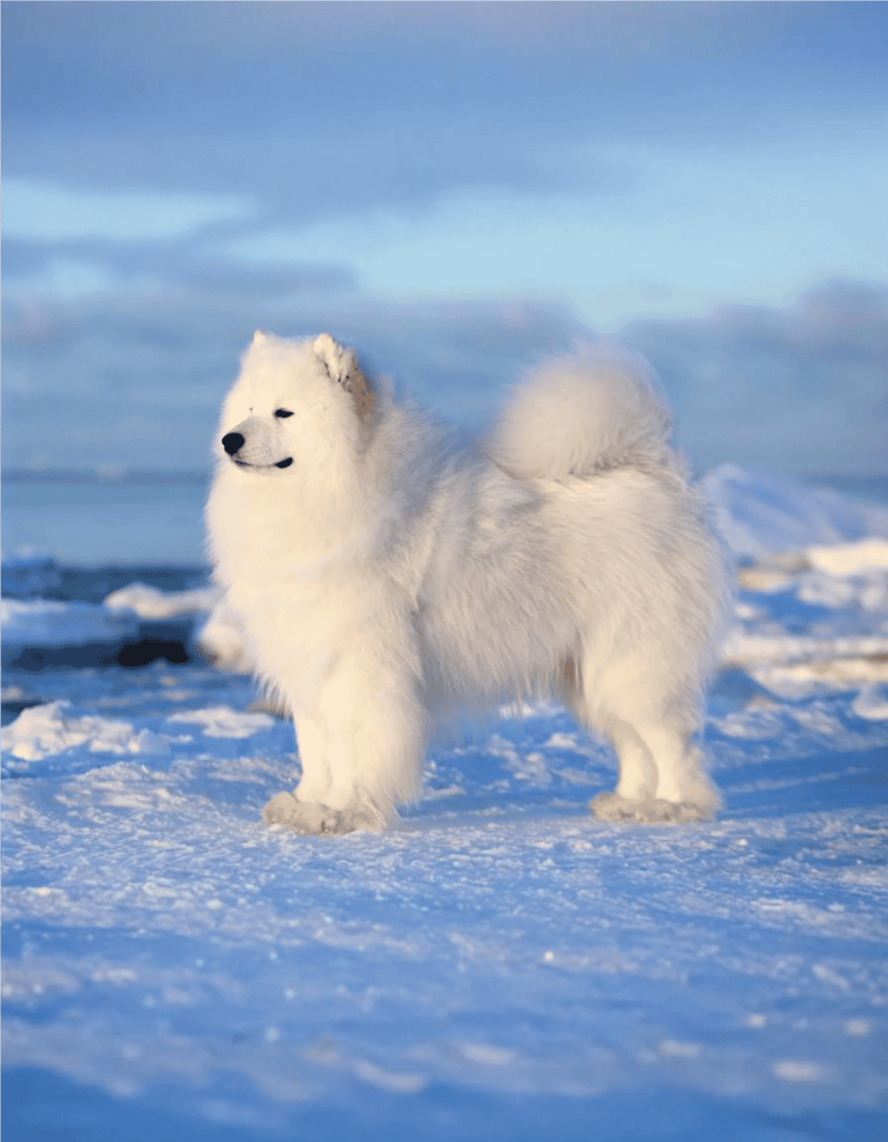 Cute white fluffy dog in snow, adorable Samoyed breed outdoors.