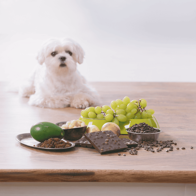 Adorable white dog with fresh grapes, dark chocolate, and healthy snacks on a wooden table.