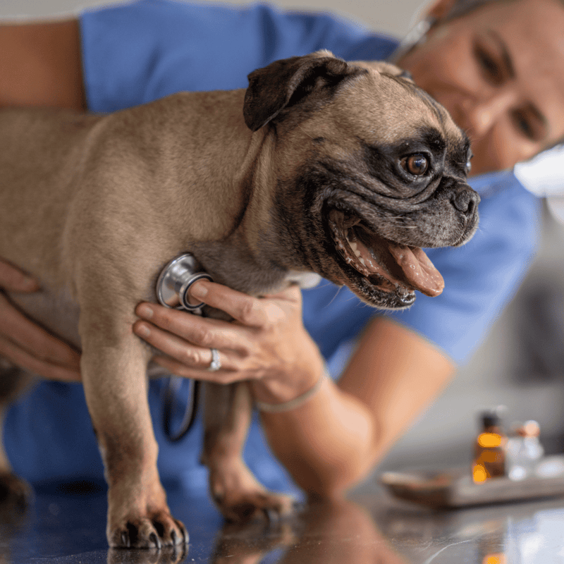 Happy French Bulldog at Vet Clinic.