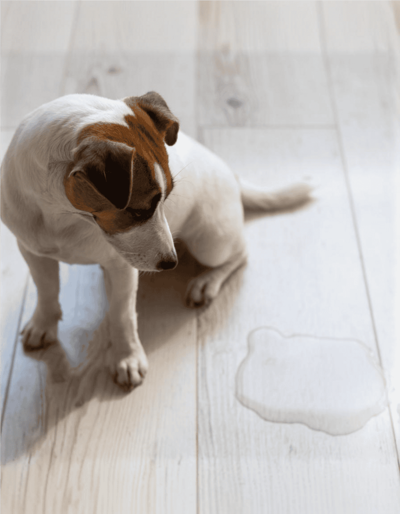 Dog sitting on wooden floor after spilling water, pet behavior, dog training, pet safety tips.