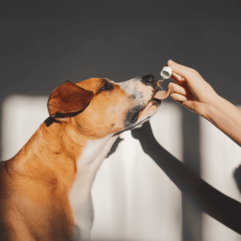 CBD oil administered to dog for health benefits.