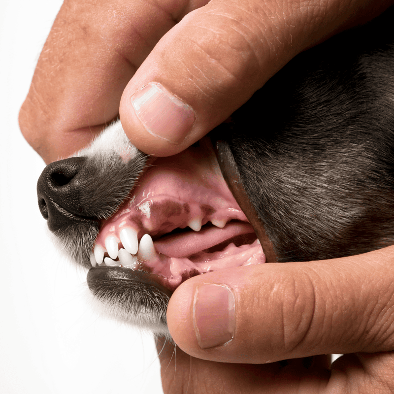 Close-up of a dog's mouth showing dental health and hygiene, emphasizing professional pet dental services.