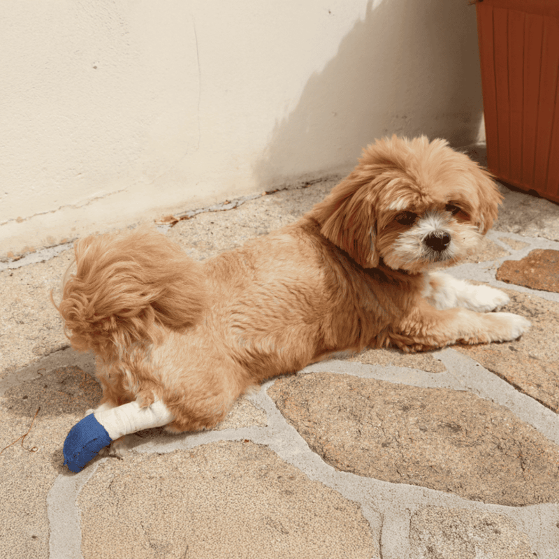 Adorable small dog with a blue bandage on its front paw, lying on stone patio.