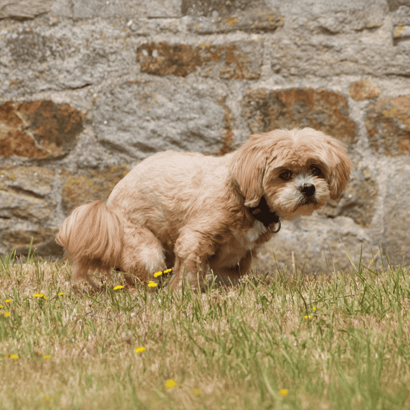 Adorable small breed dog enjoying outdoor space with grass and stone wall.