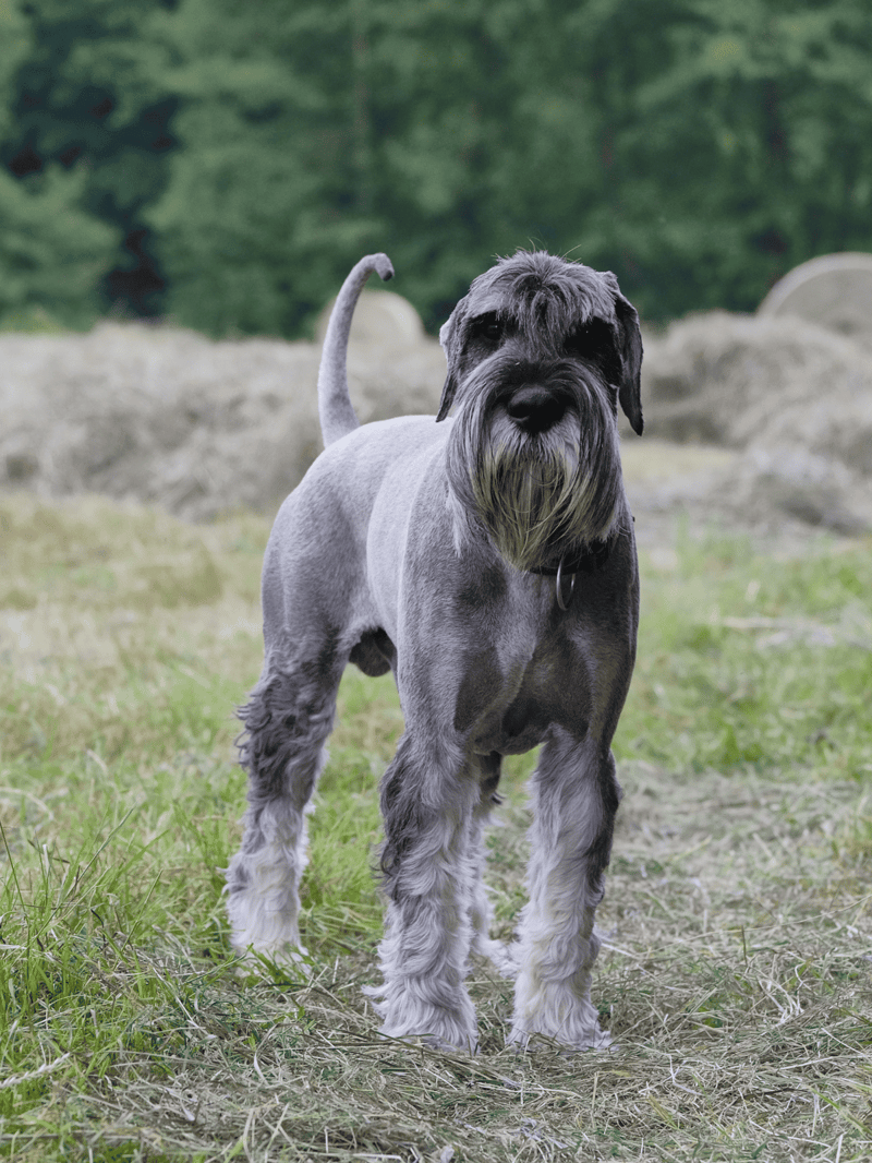 Schnauzer dog standing on grass with green trees background, playful outdoor pet image.
