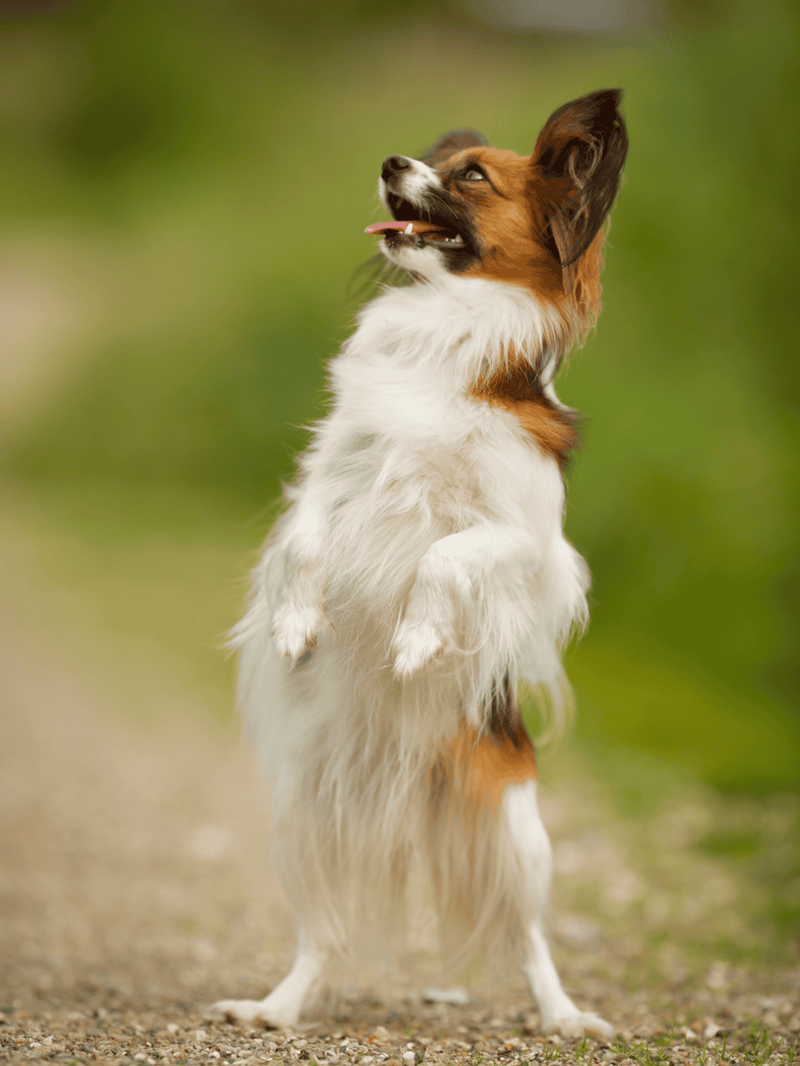 Energetic Border Collie performing a stand-on hind legs action in green natural environment.