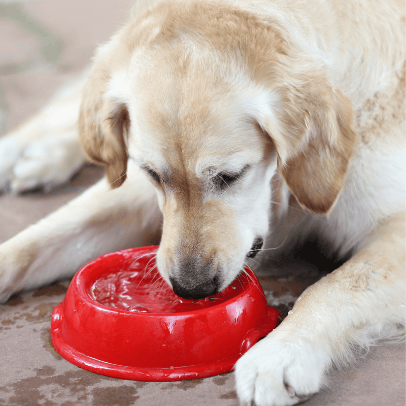 Labrador Retriever puppy eating from a red water bowl, close-up.