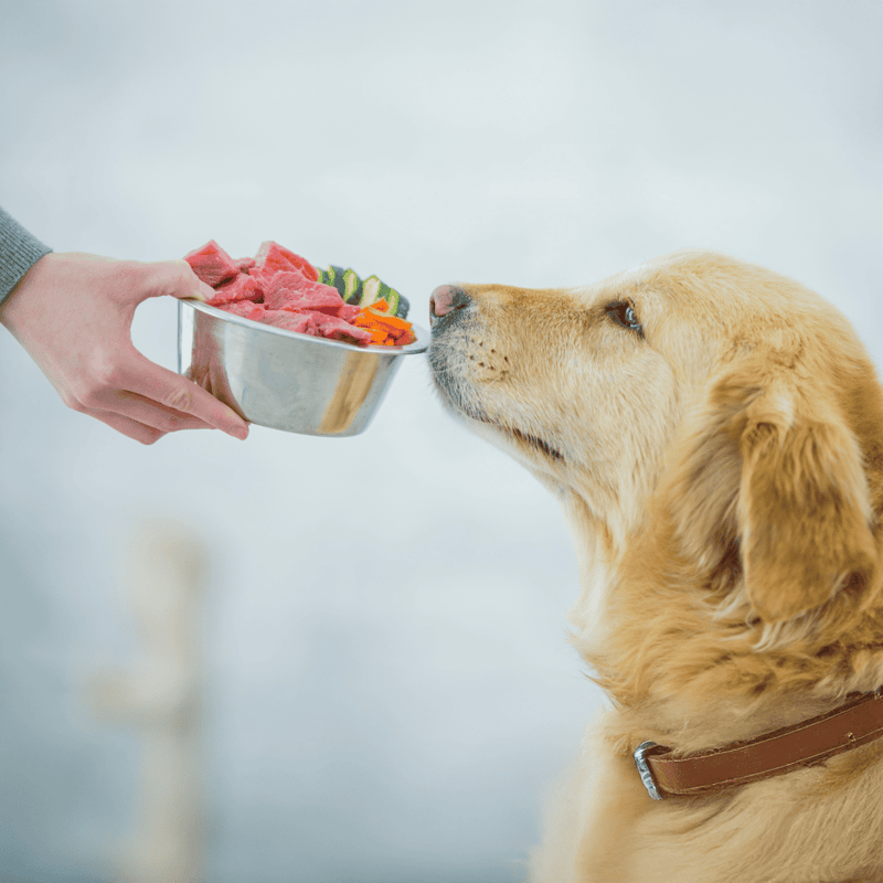 Dog eating fresh, nutritious Human-grade food from a metal bowl.