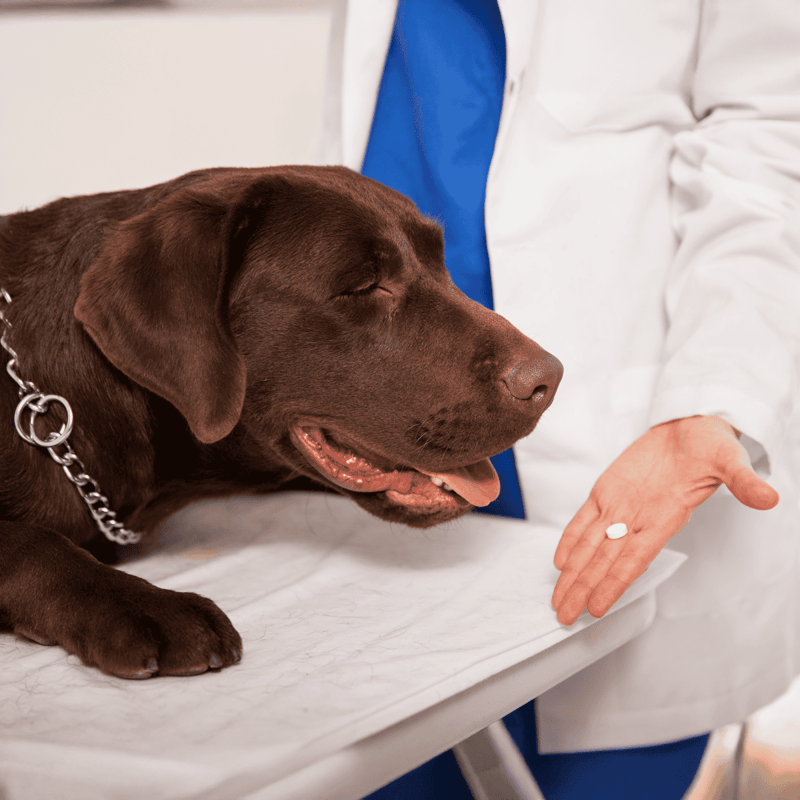 Dog medication, vet care, pet health, dog medication, wellness products.