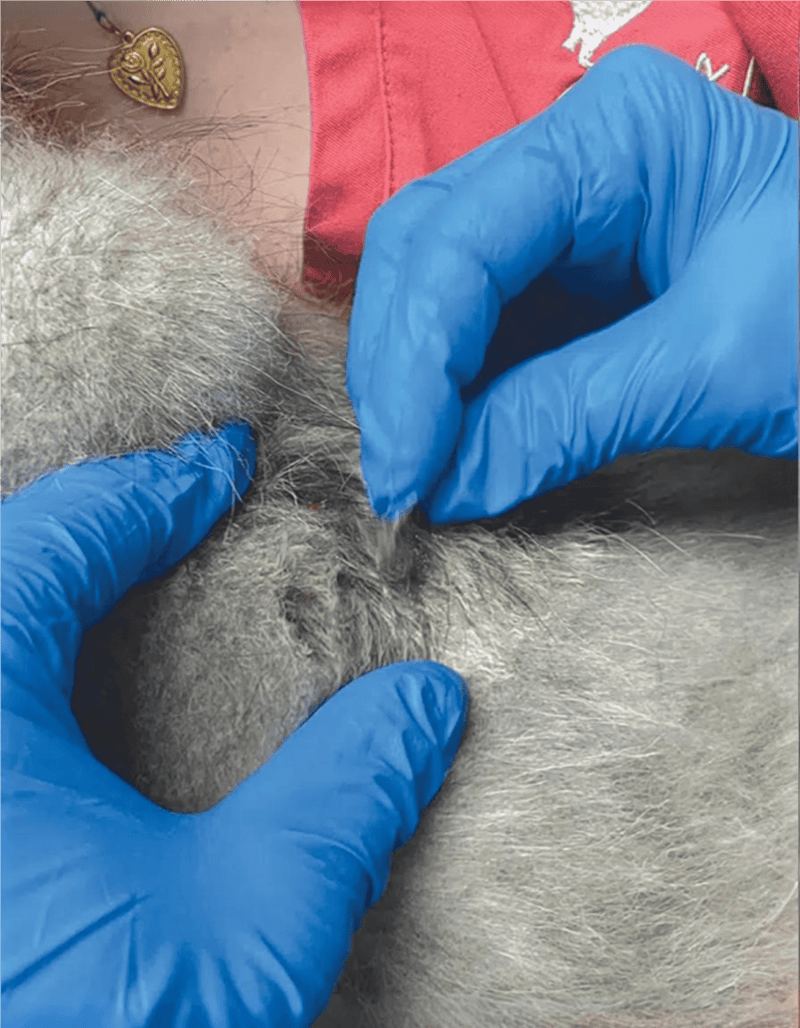 Close-up of a veterinarian examining a dog's skin with gloved hands for health diagnosis.