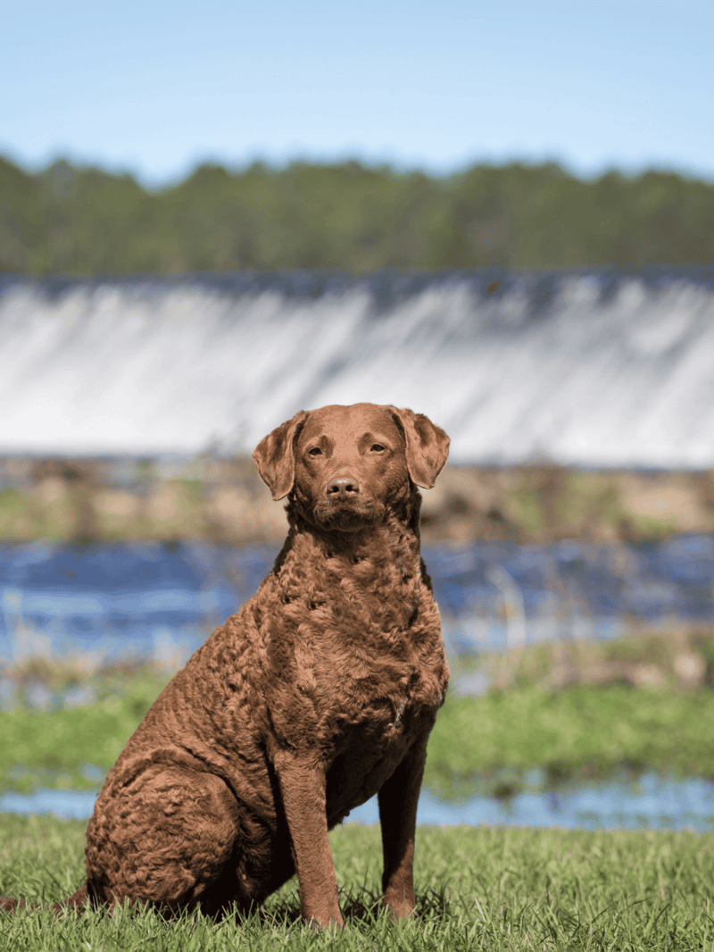 Brown dog sitting on grass by water with waterfall background, outdoor dog care, pet wellness, Dogfix.