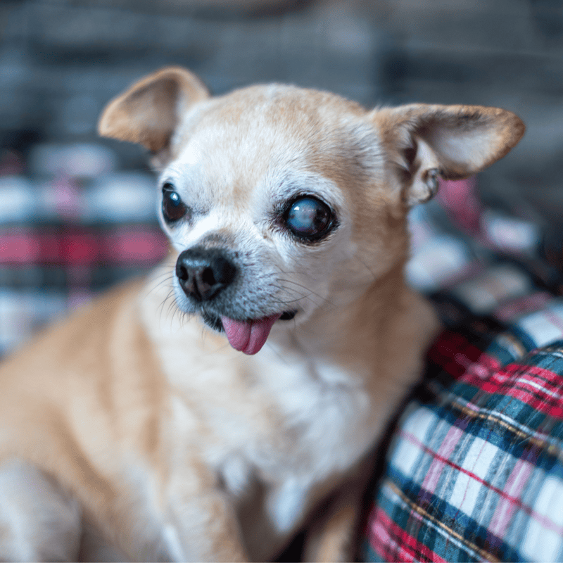 Close-up of a Chihuahua with a painful eye condition, showing cloudy eye and tongue sticking out, in need of veterinary care.