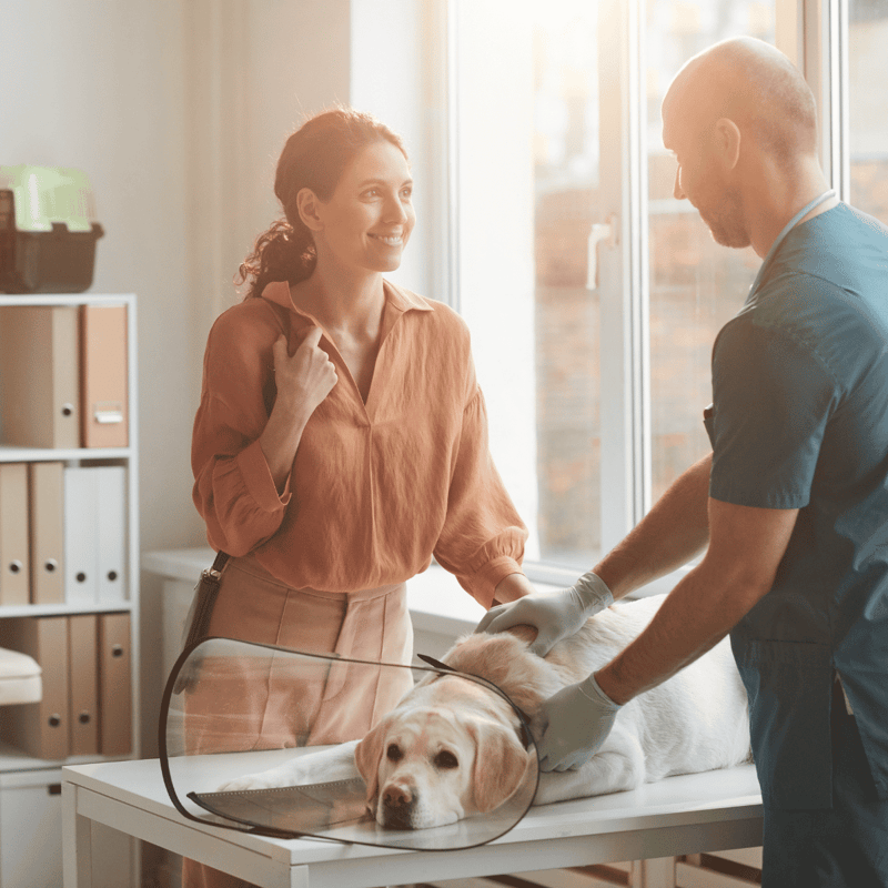 Veterinarian examining a dog for health checkup at clinic.