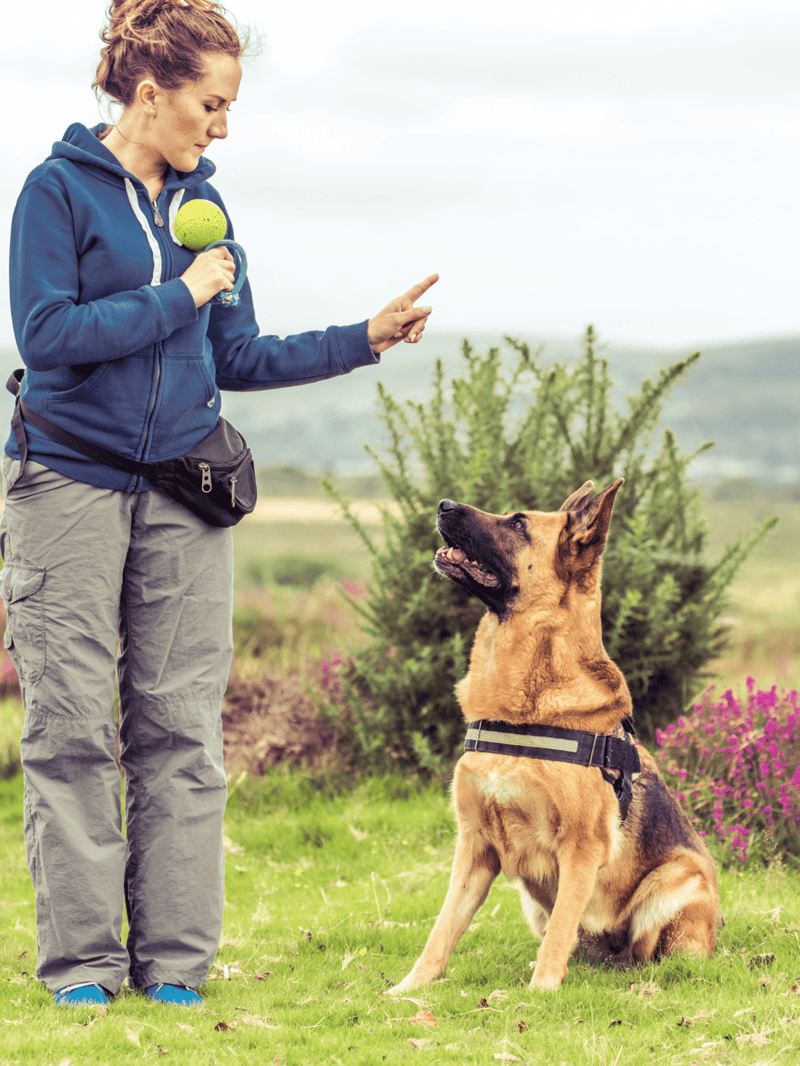 Dog training session involving a woman and a German Shepherd outdoors.