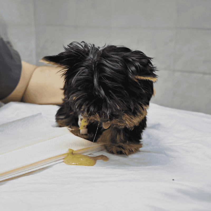 Cute puppy with a messy stomach after eating.