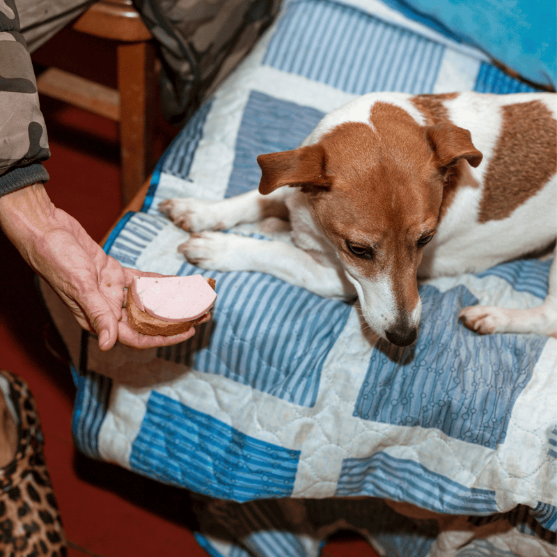 A person offering a dog homemade meatloaf on a plate, dog lying on a cozy quilt, healthy pet care, and dog-friendly food.