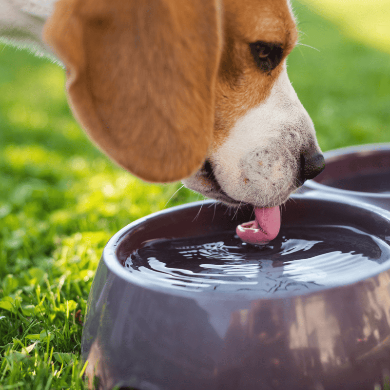 Adorable dog drinking water from a bowl outdoors on fresh green grass.