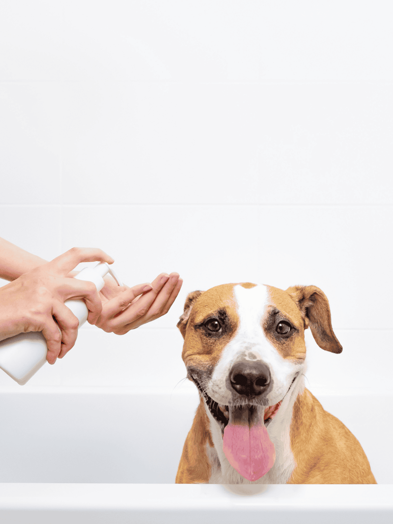 Close-up of a happy dog getting a bath and grooming at a pet care facility.