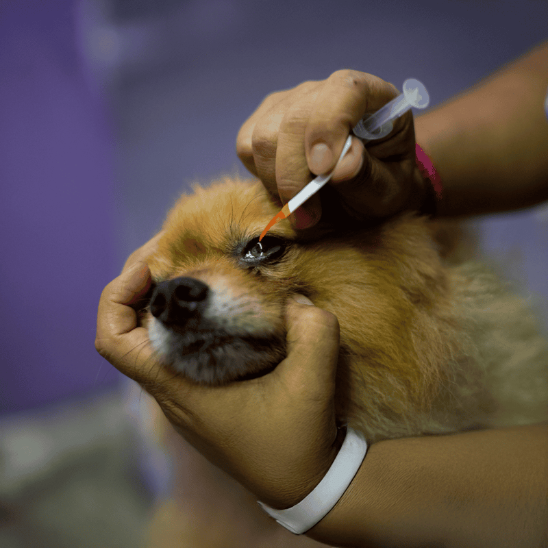 Dog eye veterinary exam with dropper, animal health care.
