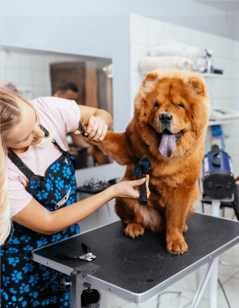 Grooming your dog at a professional pet grooming salon with grooming tools and hygienic environment.