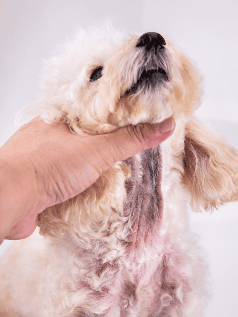 Gentle handling of a small dog, grooming or health check, puppy care.