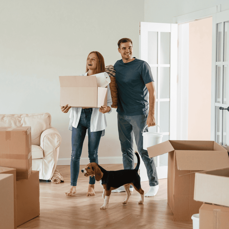 Friendly dog moving furniture.