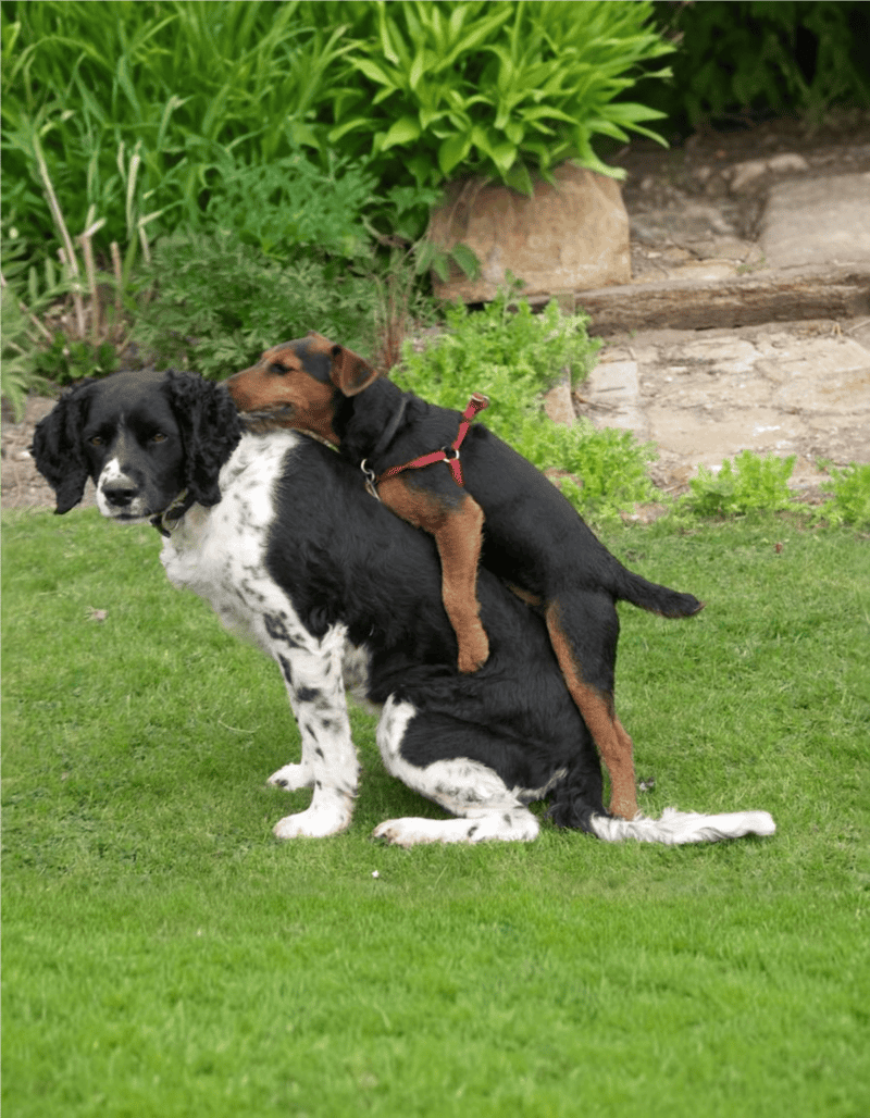Adorable dogs playing outside in garden with greenery and rocks.
