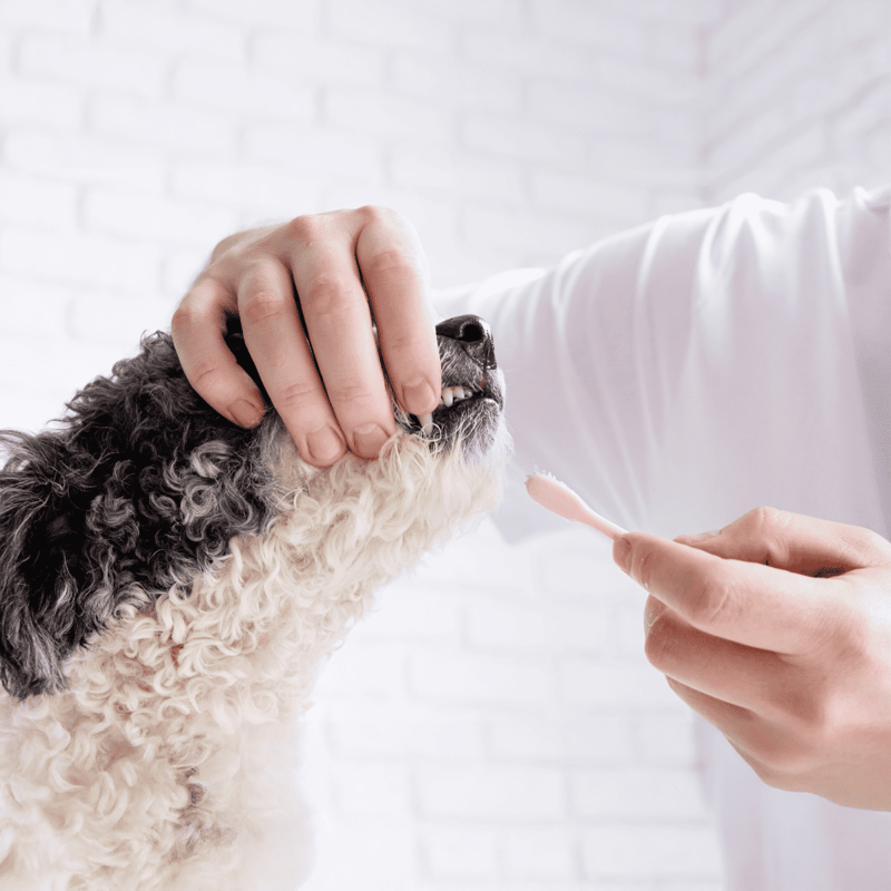 Dog flea treatment, veterinarian flea care, effective flea prevention, dog health, flea medication.