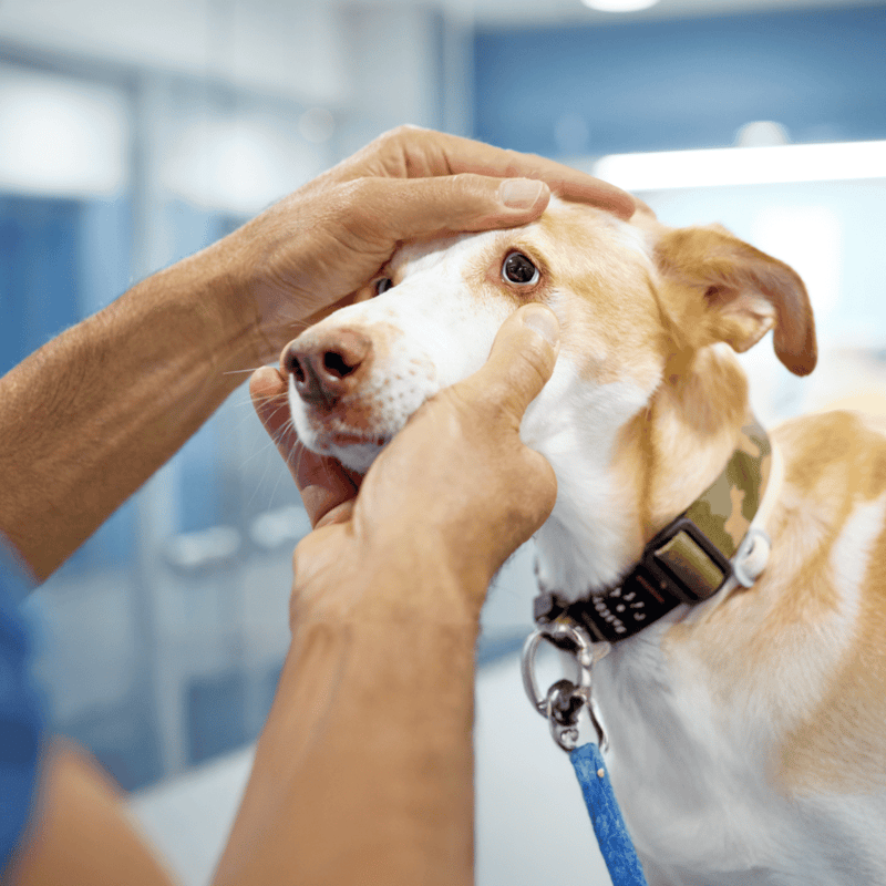 Close-up of a veterinarian examining a dog’s eye.