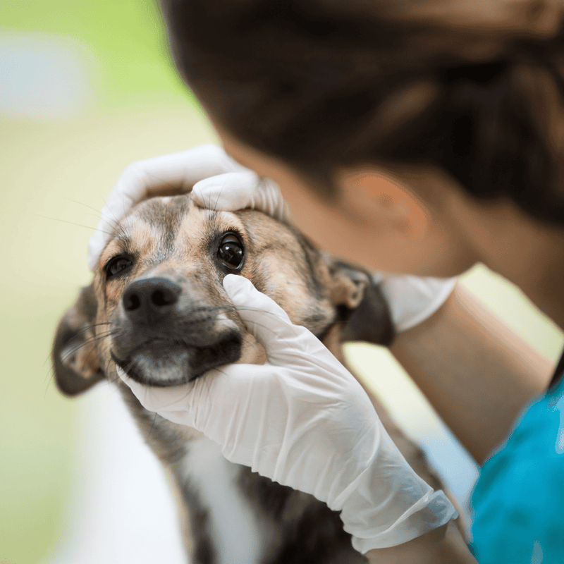 Close-up of veterinarian examining a dog's eyes during a veterinary check-up.