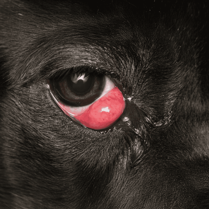 Close-up of a dog's eye with a red, swollen, and irritated conjunctiva indicating eye infection or injury.