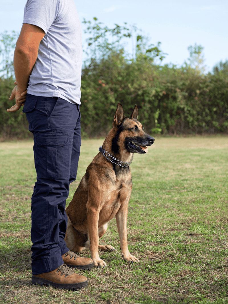 Dog training, obedience, and dog trainer services for German Shepherds at Dogfix.com.