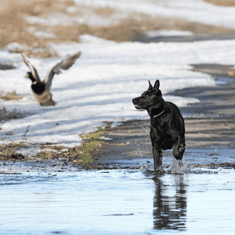 Active black dog running through shallow water outdoors.