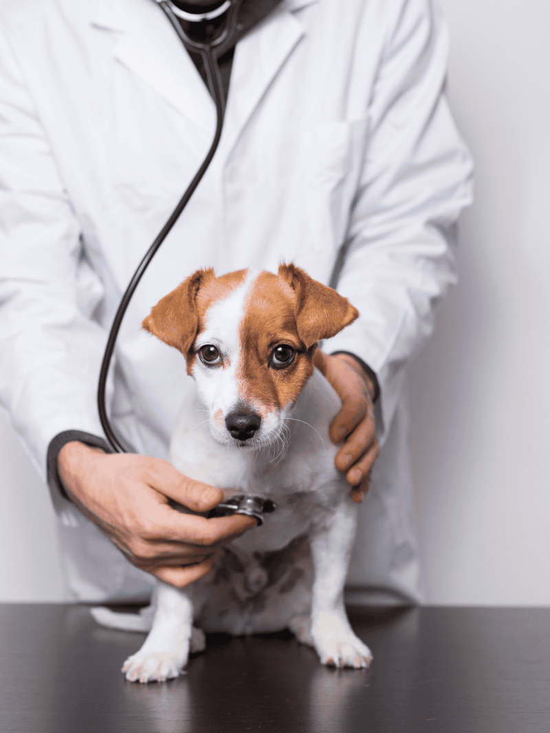 Vet checking adorable small dog for health examination with stethoscope.
