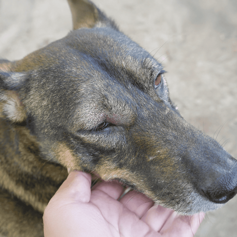 Close-up of a dog being gently petted, showcasing canine grooming and health.