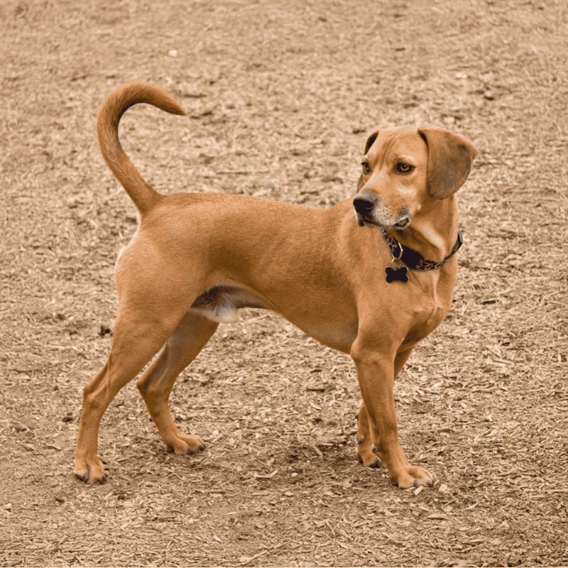 Adorable brown dog standing on dirt ground during outdoor activity.