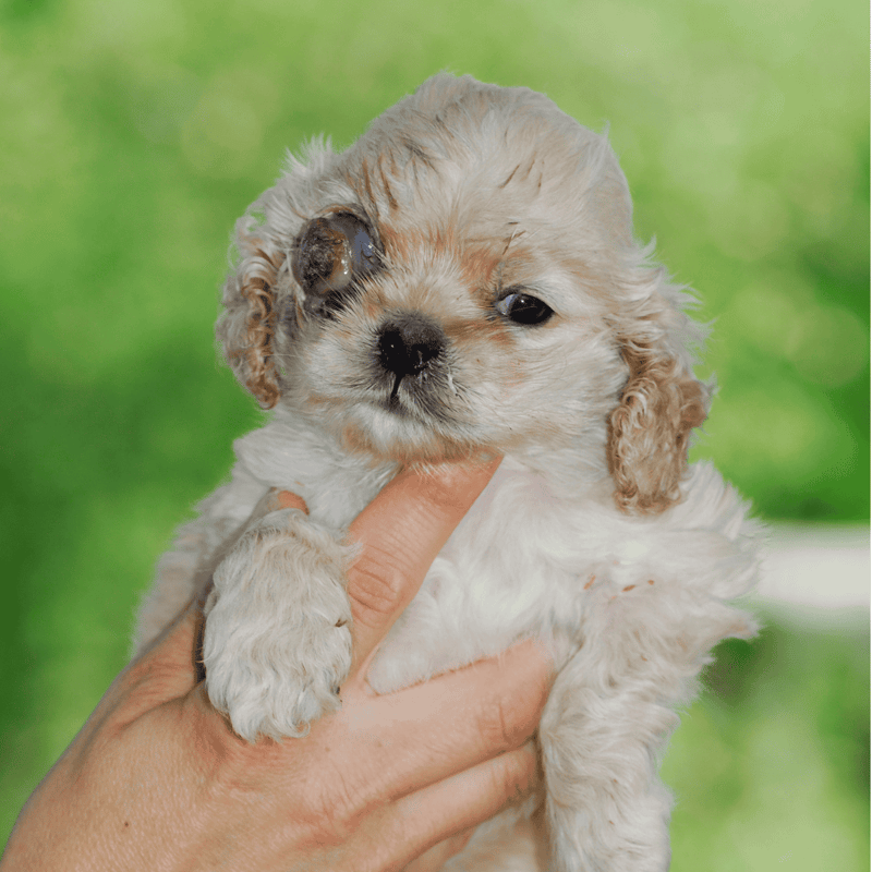 Close-up of adorable puppy with eye injury, adorable small dog, pet health care, dog rescue, Vet care, dog health.