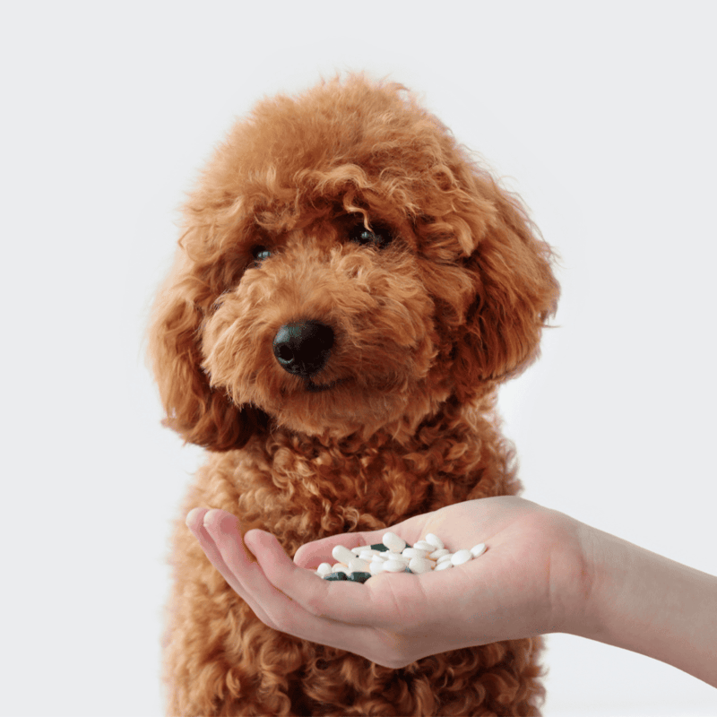 Close-up of adorable poodle puppy receiving medication for health and wellness.