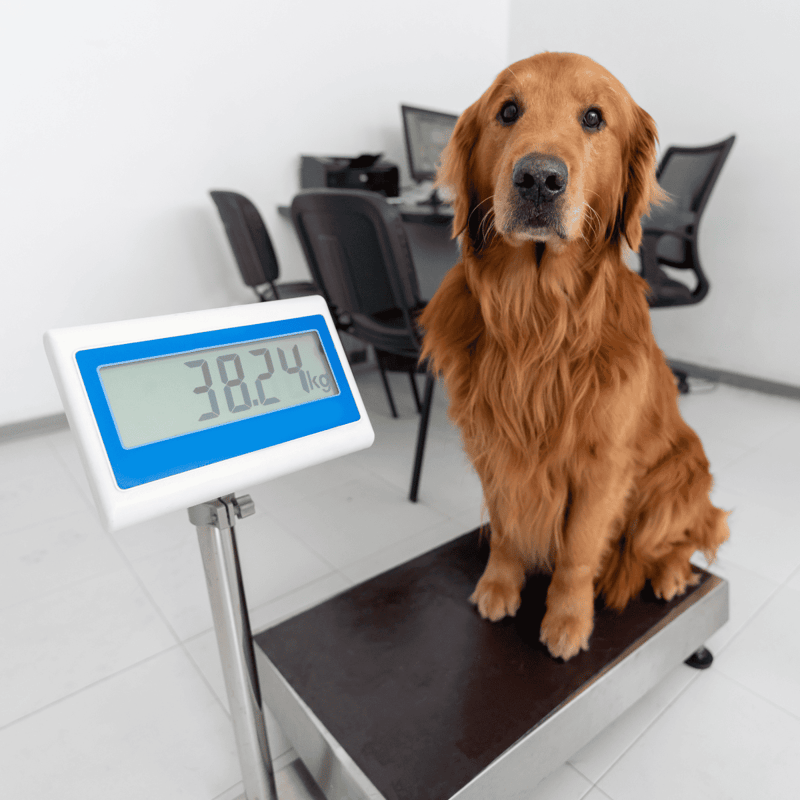 Dog weight scale showing 38.2 kg, ideal for tracking your dog's health and weight loss progress.
