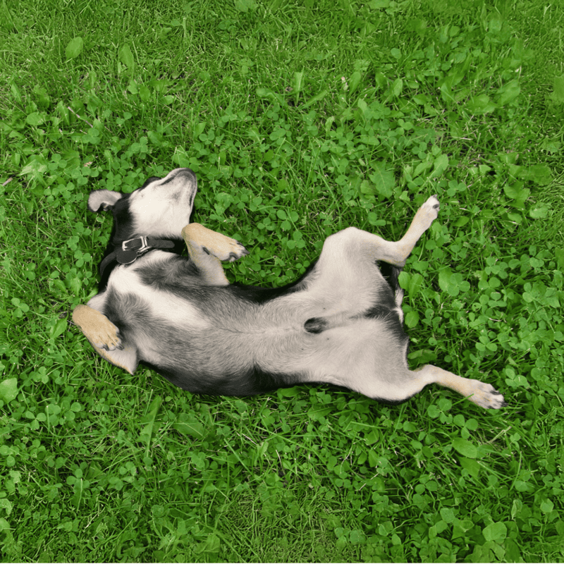 Adorable puppy sleeping on green grass, relaxing and enjoying outdoor nature.
