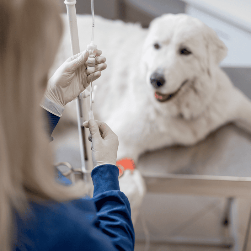 Dog receiving intravenous fluid therapy at veterinary hospital.