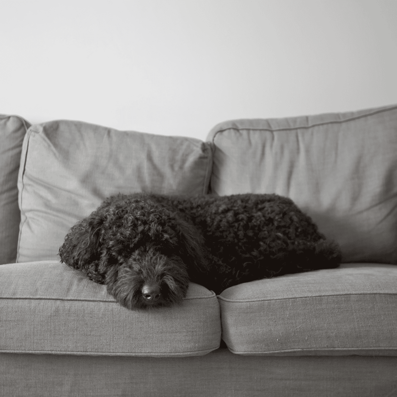 Adorable black curly poodle sleeping on a gray couch in a cozy home setting.