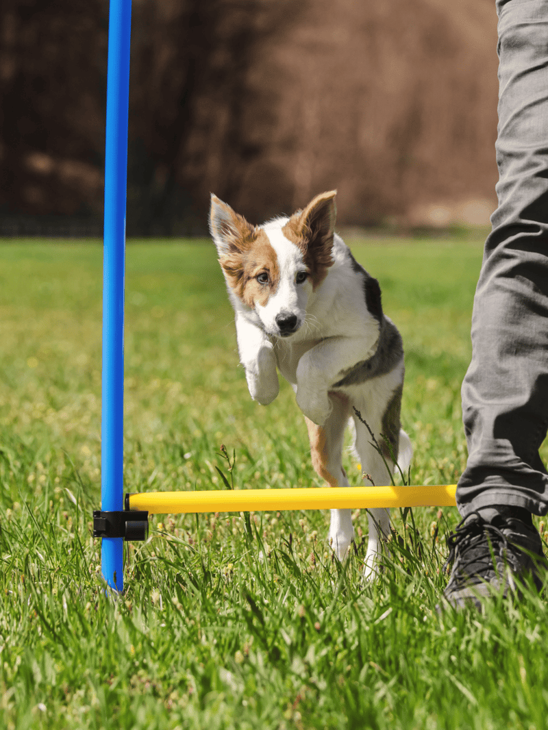 Playful young dog jumping over agility hurdle outdoors.