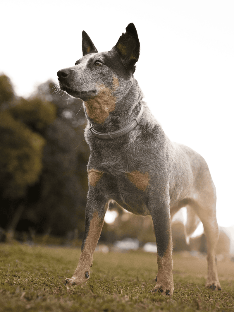 Adopt a loving rescue dog at Dogfix.com. Find the perfect companion today.