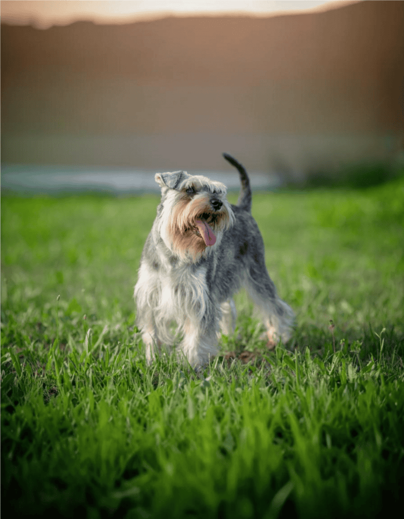 Adorable Schnauzer enjoying outdoor playtime on a sunny day.