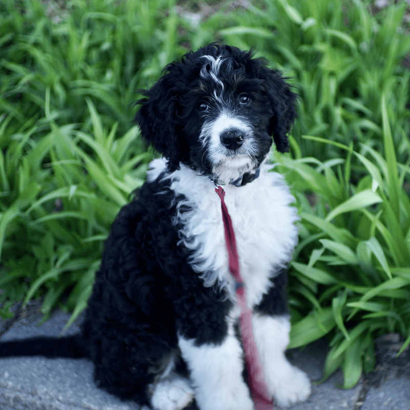 Cute black and white curly-haired puppy outdoors with lush greenery.