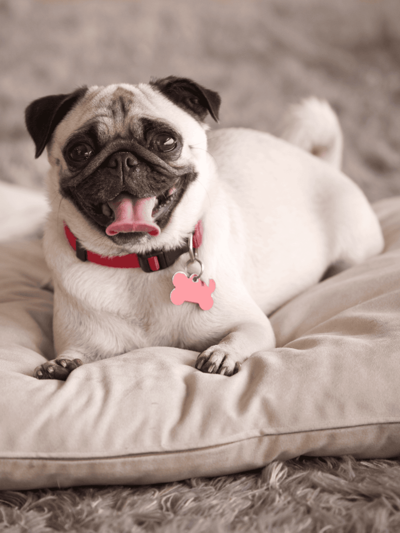 Adorable pug dog lying on a cozy dog bed, looking cheerful and content.