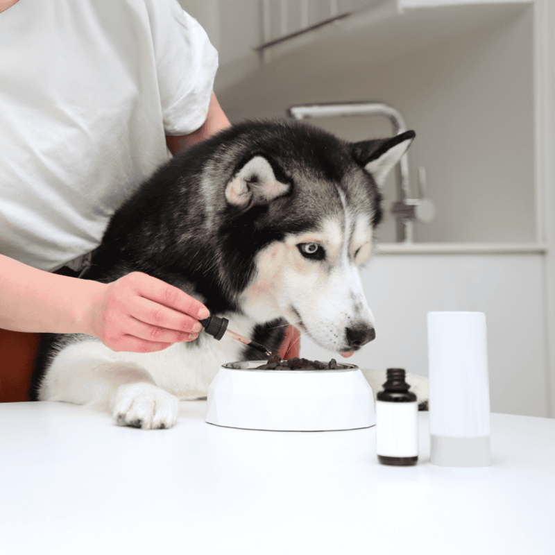 Husky getting vet care and treatment at a modern clinic. Professional veterinary services for healthy, happy dogs.