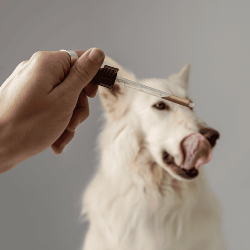 Alt: Person administering CBD oil to smiling dog, pet health supplement for anxiety and pain relief.
